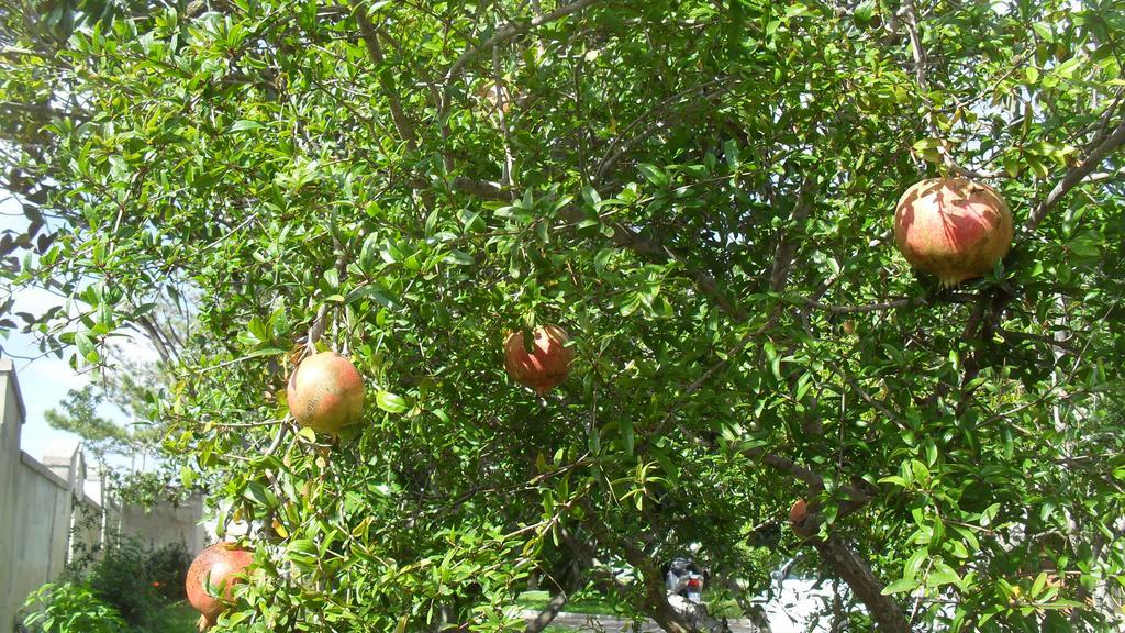 Taverna Grika Βίλα Λέτσε Εξωτερικό φωτογραφία